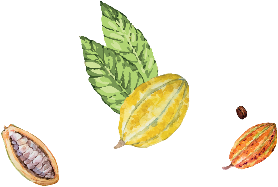 Illustrazione Cacao fino de Aroma Cioccolatitaliani