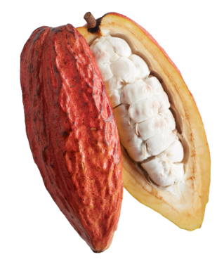 Cocoa bean Cacao fino de aroma Cioccolatitaliani