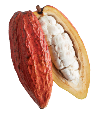 Fava cacao Cacao fino de aroma Cioccolatitaliani